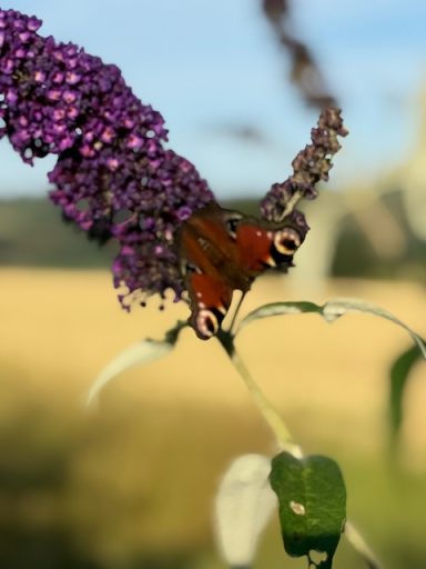 Schmetterling