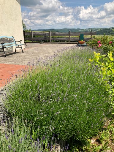 Lavendel vorm Ferienhaus