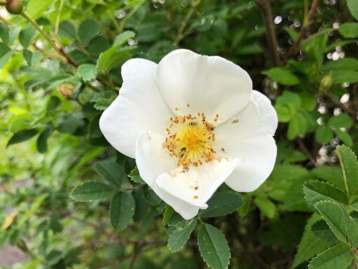 Blüte