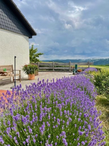 Lavendel vorm Ferienhaus